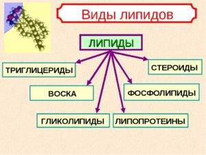 Воски и стероиды