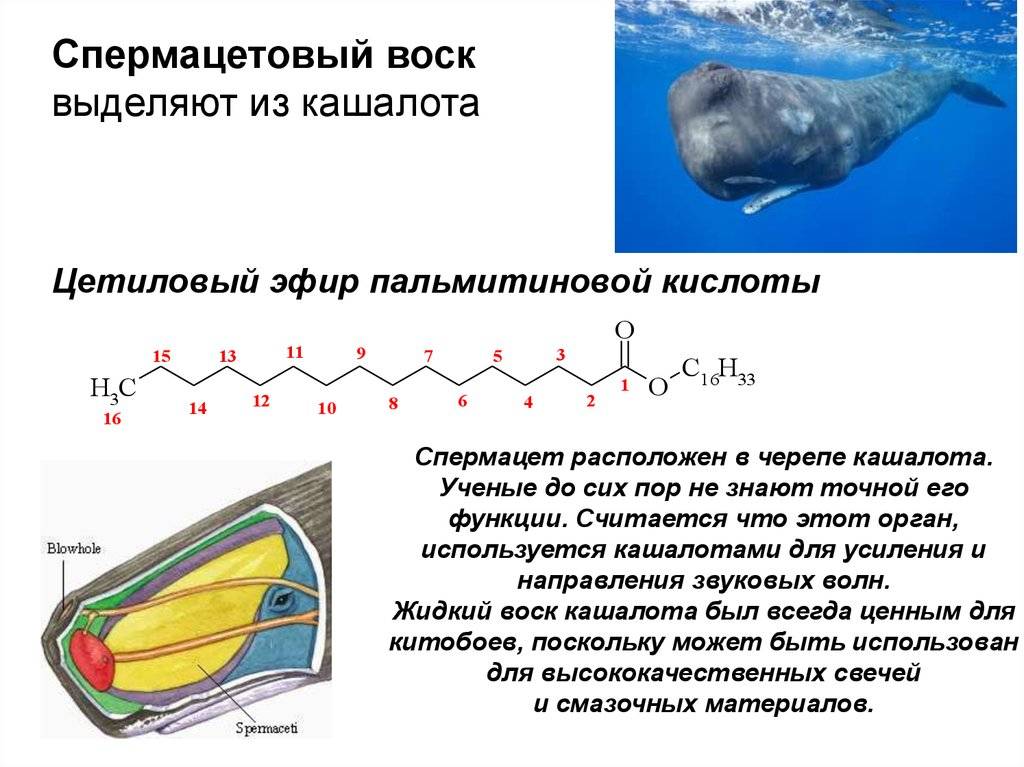 Спермацет воск: что это, применение, состав, особенности